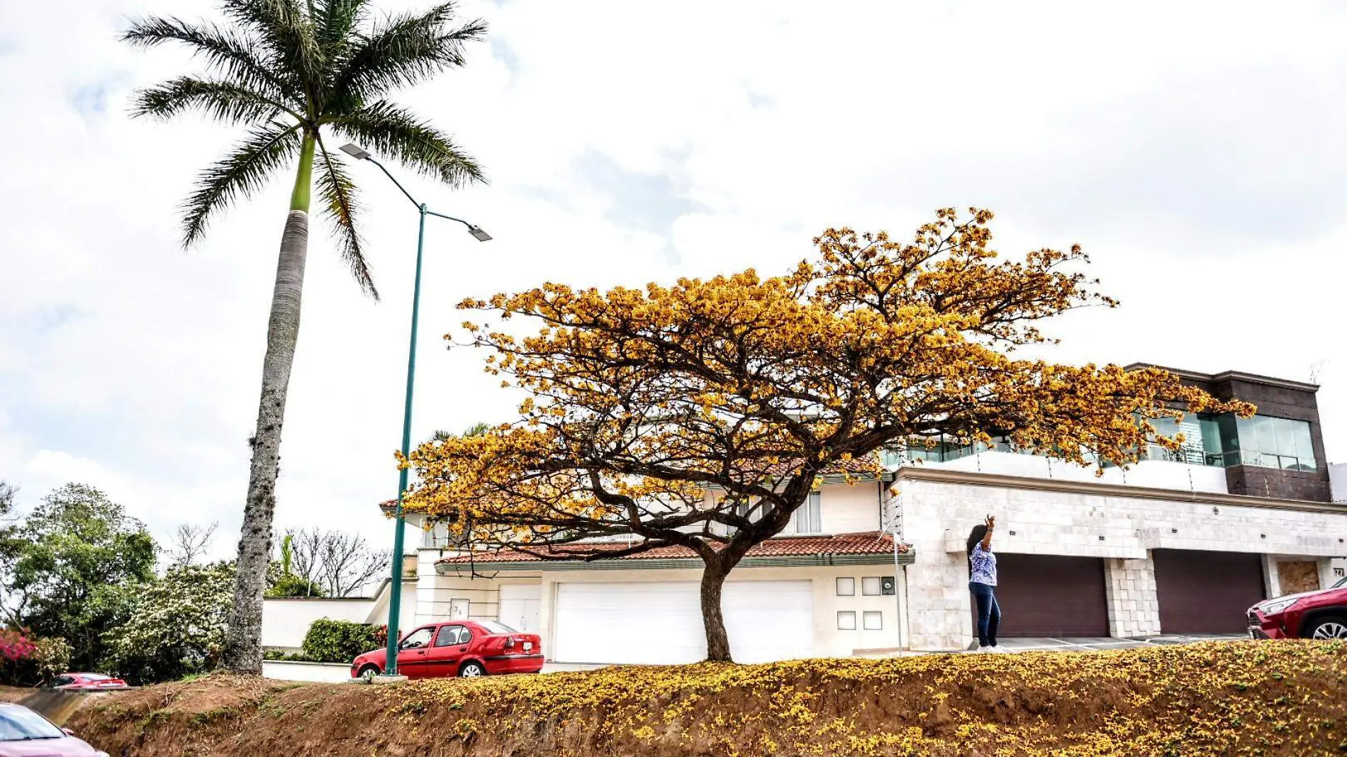 RENE-ARBOL (1)